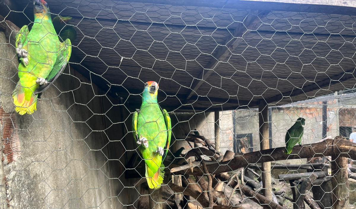 Mais sete papagaios-chauá chegam a Alagoas para reintrodução na natureza