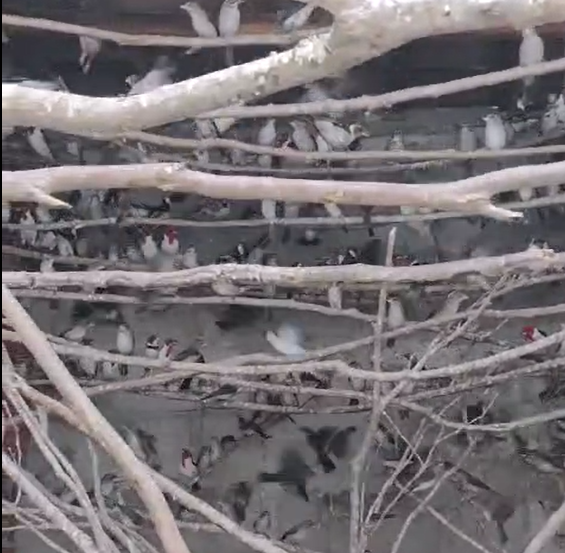 Captura de tela 2025-10-30 154522