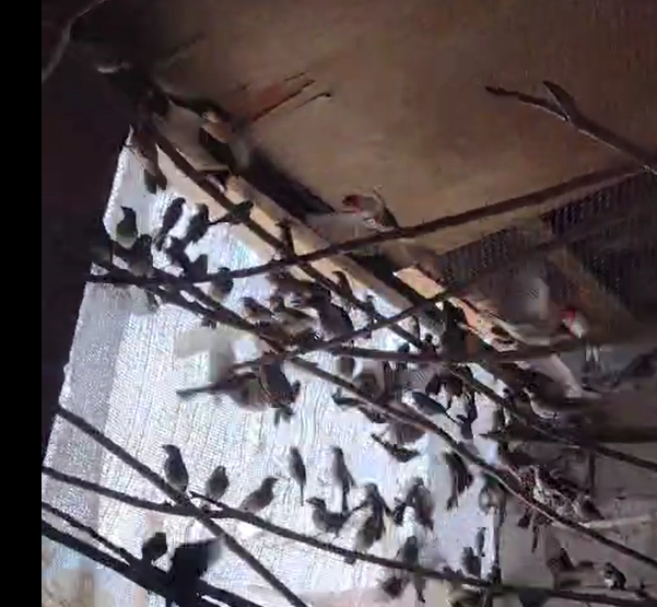 Captura de tela 2025-10-30 154613