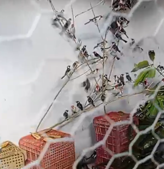 Captura de tela 2025-10-30 154759