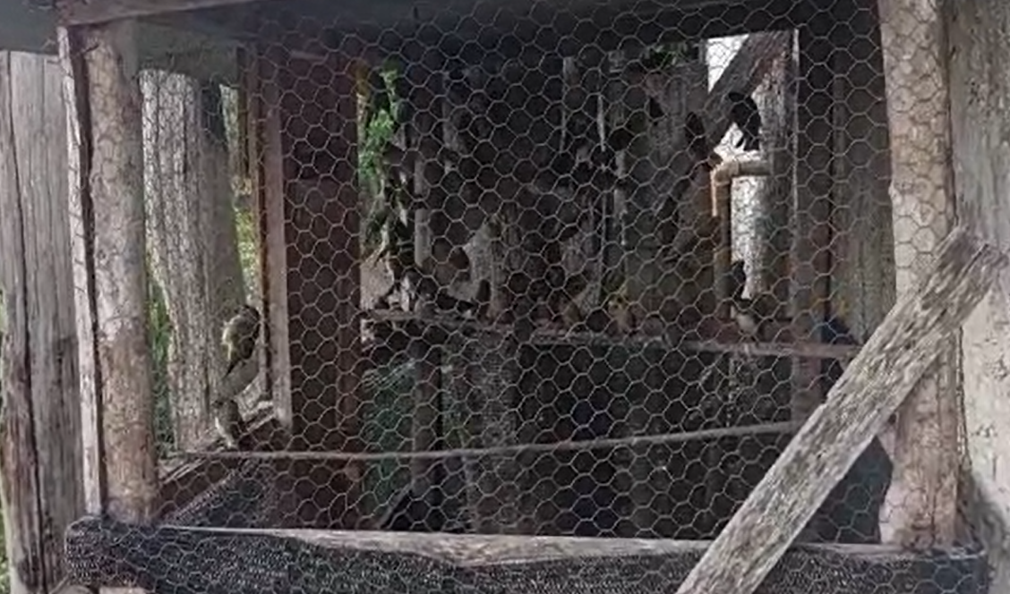 Captura de tela 2025-10-30 155005