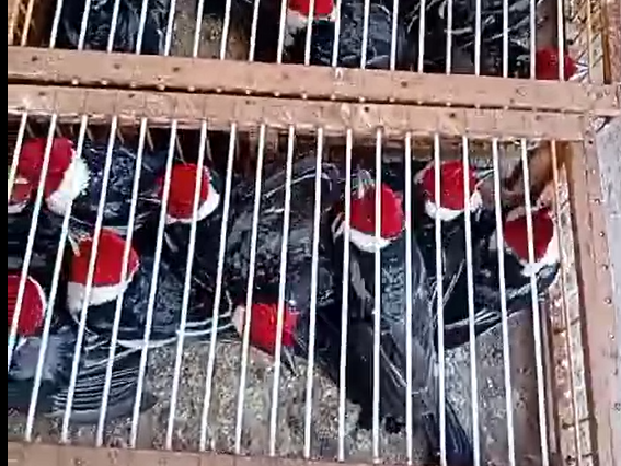 Captura de tela 2025-10-30 155113