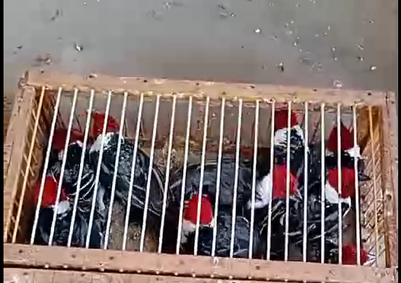 Captura de tela 2025-10-30 155126