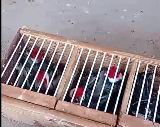 Captura de tela 2025-10-30 155148