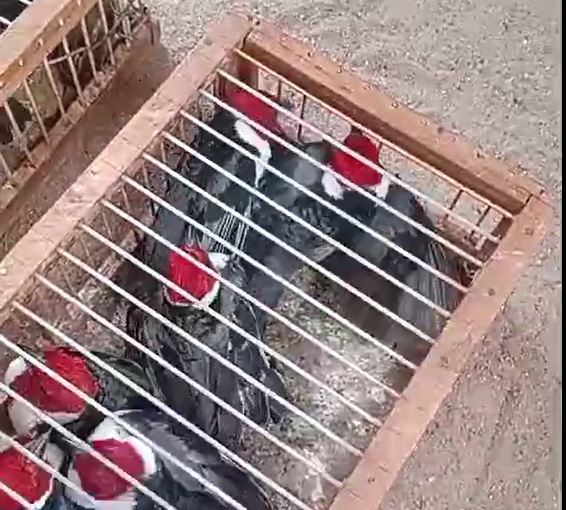 Captura de tela 2025-10-30 155244