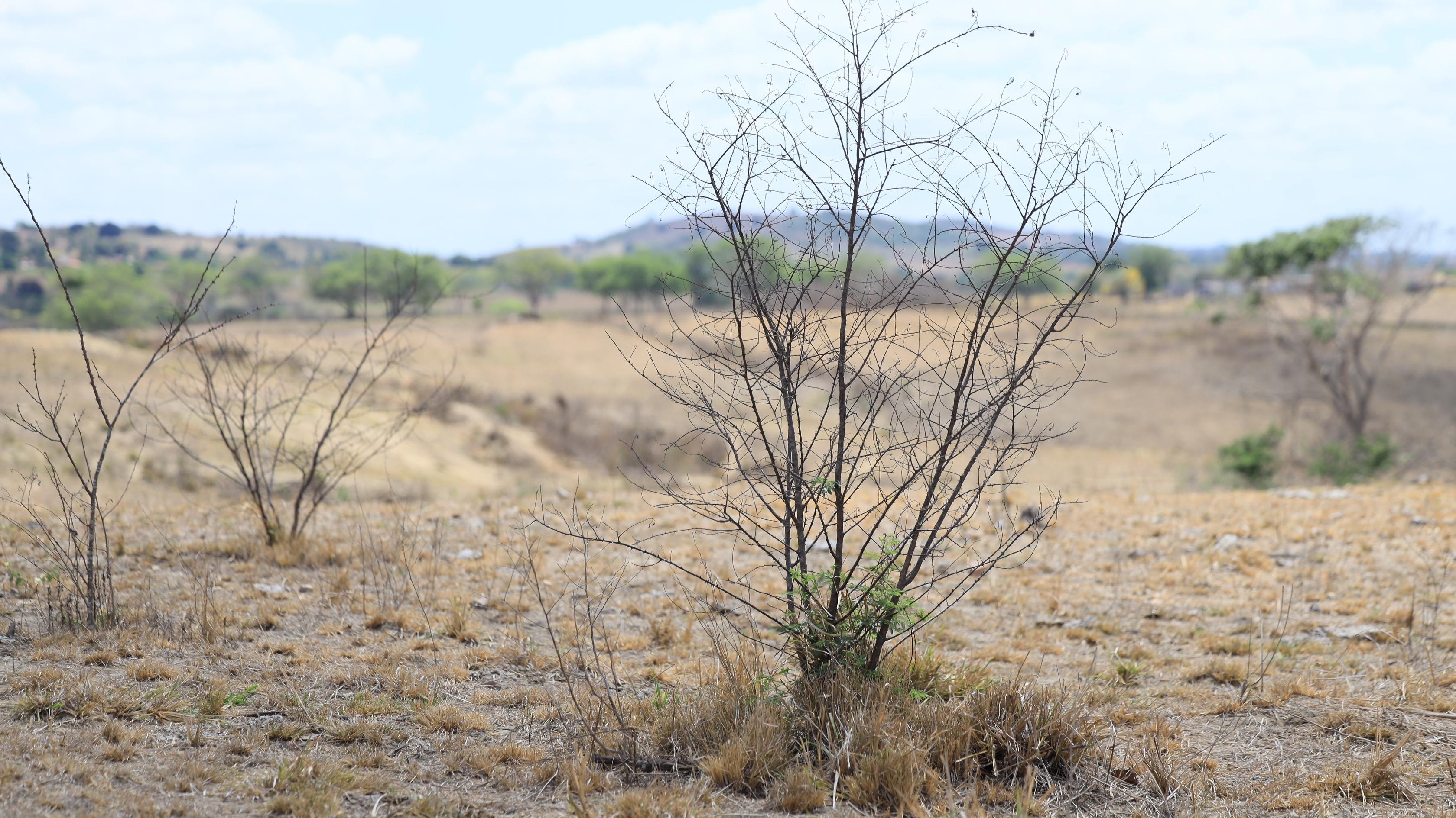 Em Acordo de Não Persecução Civil, MPAL consegue recuperação de 32 hectares de área de Caatinga degradada em Traipu e R$ 300 mil em multa e danos morais