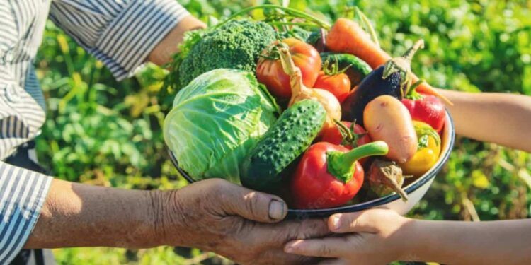 MPAL reforça importância de adesão de municípios ao Sistema Nacional de Segurança Alimentar e Nutricional